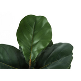 Artificial Plant, 49" Tall, Fiddle Tree, Decorative, Green Leaves, Black Pot - WhatYouNeedSales